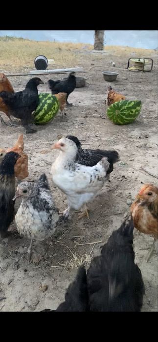 Продаются куры несушки помесь с Брамой