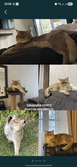 Мальчик золотистой шиншиллы