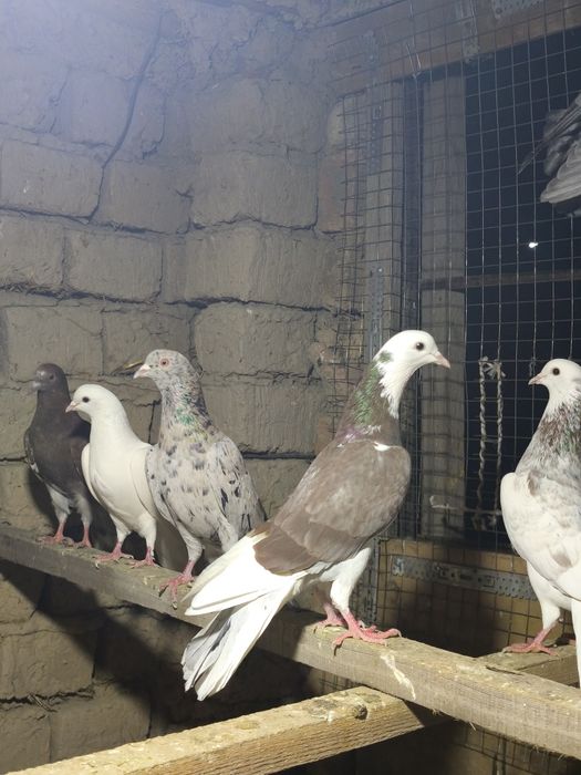 Шракахосты Ақ бас Сатылады