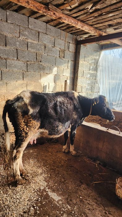 Сиыр сатылады срочно