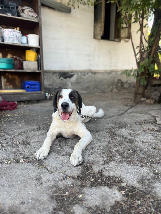 Не покупай! Возьми с приюта!