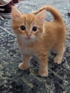 Котенок девочка рыжая