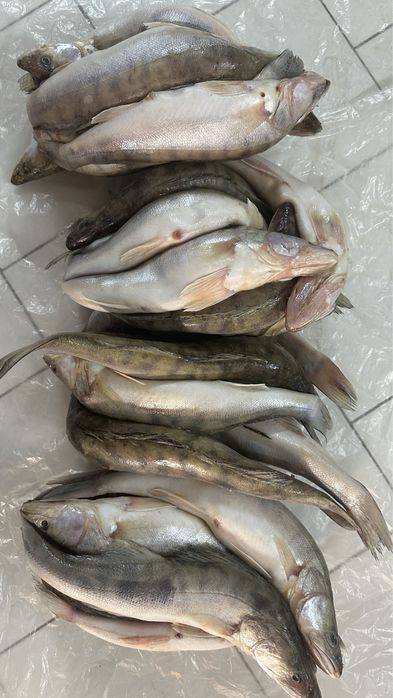 Судак Атырауский в городе Актау