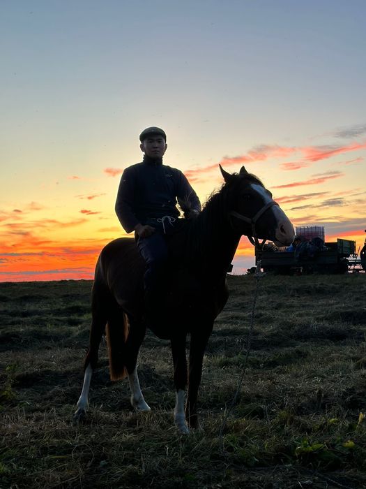 Айғыр сатылады 4 жасар