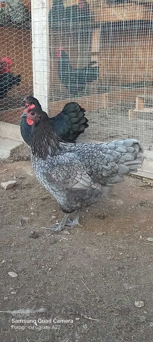 Oua de incubat rasa marans