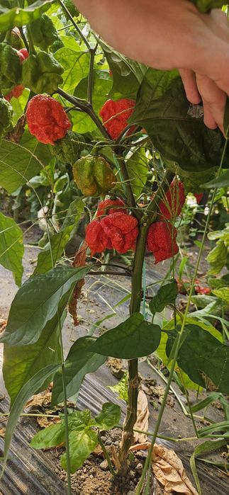 Ardei Carolina reaper proaspat