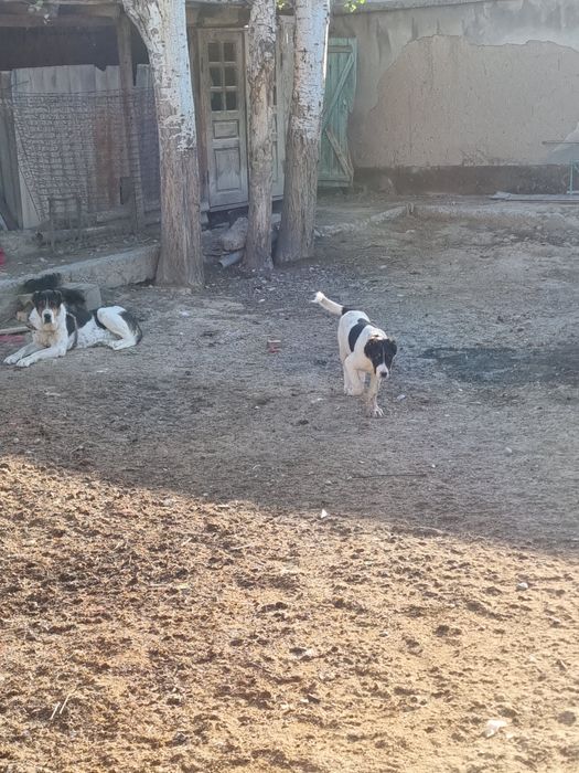 Тобет 4 айлык сатылады