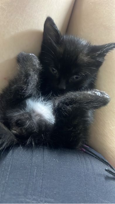 Котята в доьрые руки