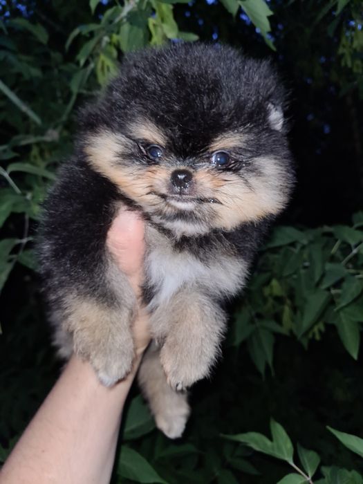 Продам щенка шпица.