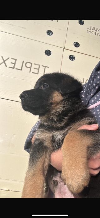 Настоящие щенки Немецкой овчарки