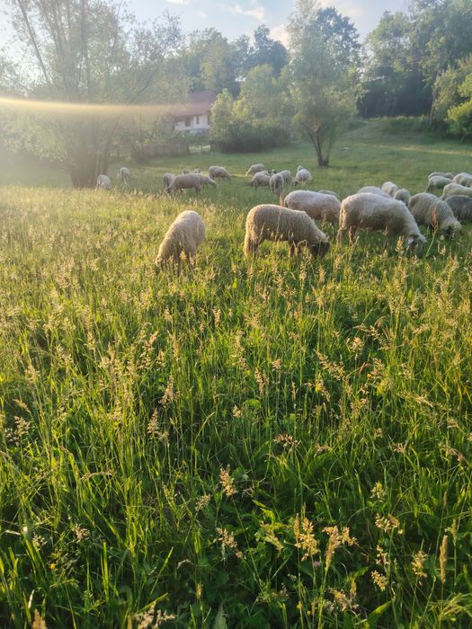 Vând 23 de oii 3 berbeci și 9 miei foarte bune de ținut