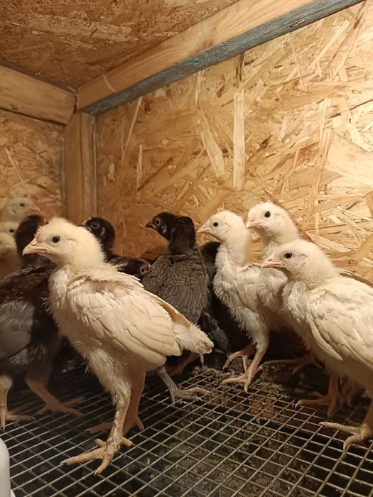 Продам цыплят. Смесь с брама.