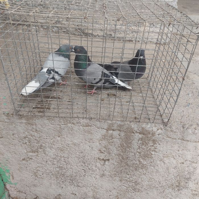 Сизи бабочки 3штук  20 мын