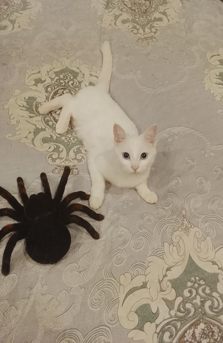 Отдам кошку ангорку в хорошие руки. Глаза голубые