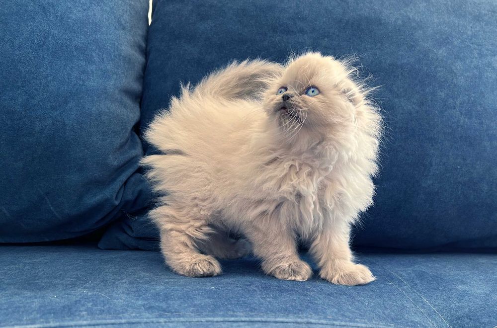 Pisicuță Scottish Fold Loghair, Blue-point de cea mai înaltă calitate. Pedigree. 2 luni
