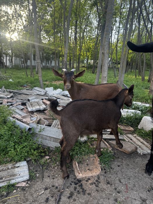 Se vand ieduti Metis de anglonubian