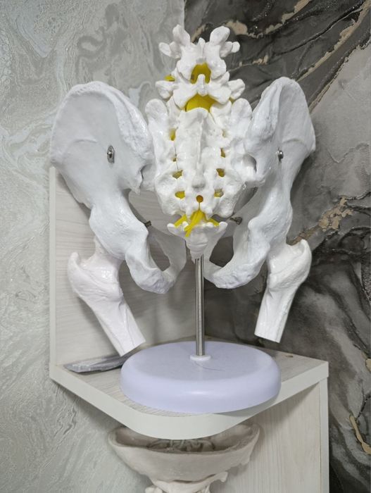 Anatomichiskiy model taza cheloveka s povzdoshna krestovam otdelam