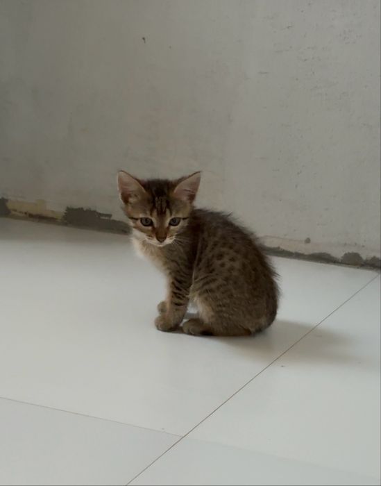 Милые девочки-котята, котенок в добрые руки! Доставим бесплатно