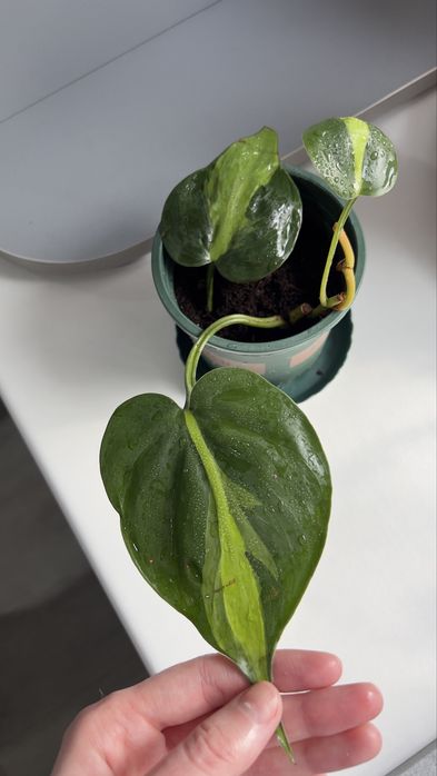 Бразил фил в продаже