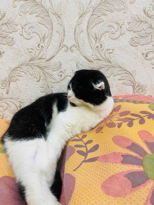 Mushuk sotiladi Scottish Fold 6 oylik