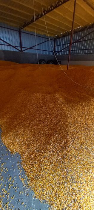 Porumb boabe de vanzare