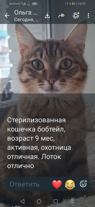 Кошечка бесплатно!