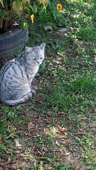 Отдам котят кошку