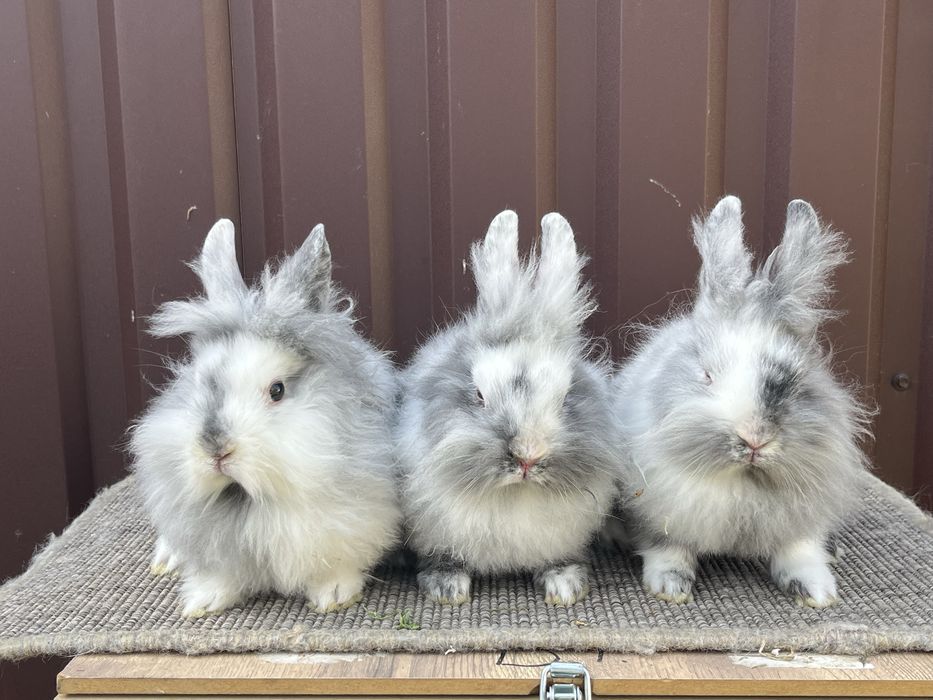 Iepuri cap de leu rohn