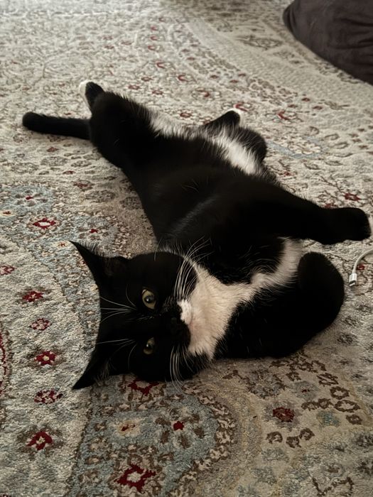 Ищем дом для кота