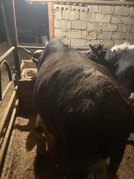 4 бас бука 2 жасар сатылады