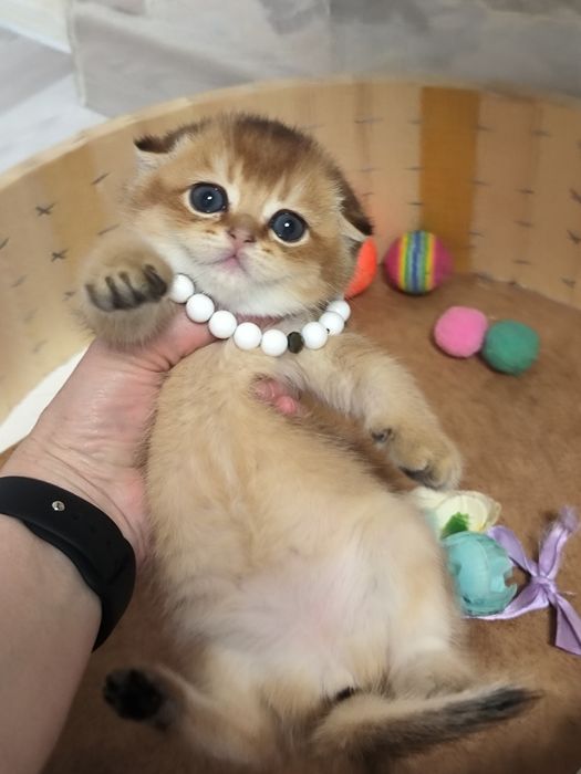 Котята премиум класса