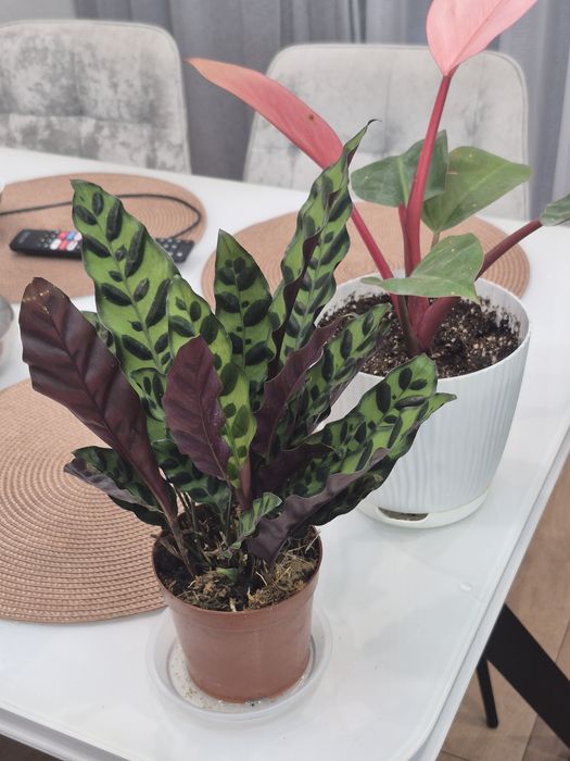 Продам комнатные цветы.