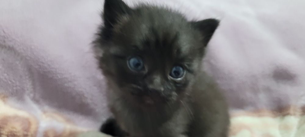 Очаровательный котёнок ищет хозяев