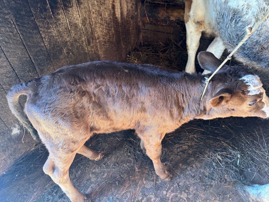 De vanzare 3 vitele, 2 angus si 1 baltata