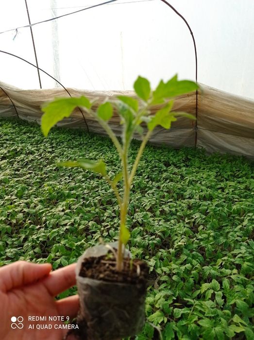 Помидор кучатлари сотилади нави ЧИНТО  F1  2200