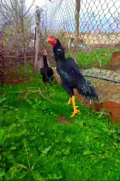 Асл насл Ишкибозларига тухумлари сотилади