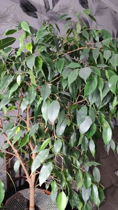 Продам цветок фикус Бенджамина