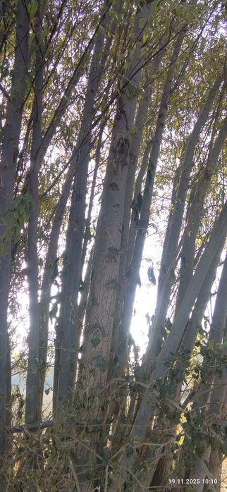 Тол сотилади Кора толлар