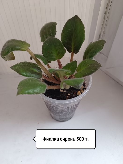 Продаю цветы комнатные