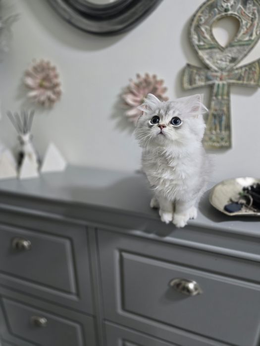 Pui pisică british longhair