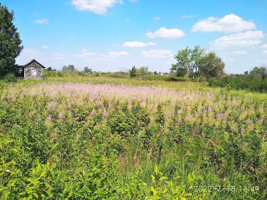 Иван-чай,  кипрей  ферментированный. Листовой.