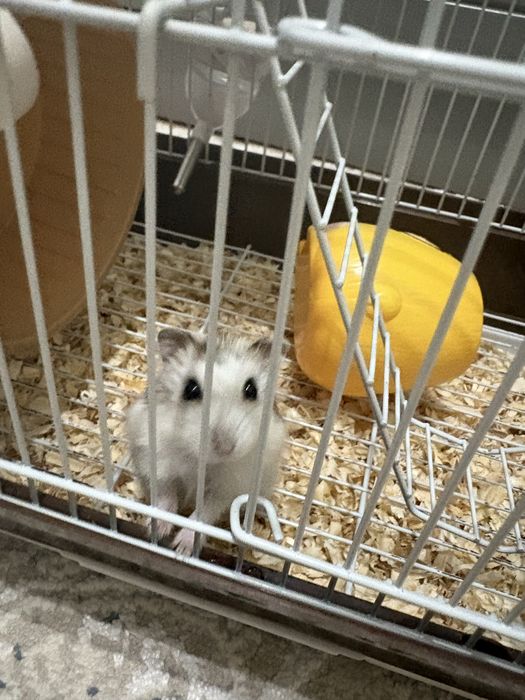 Продам хомяка с клеткой