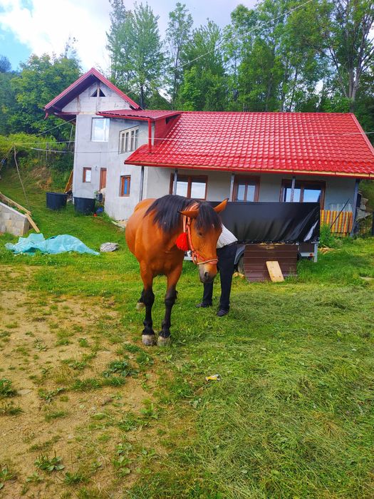 Vand cal pentru gospodarie