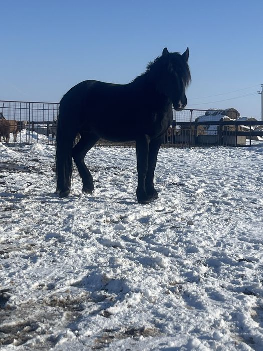 Продам жеребца першерон