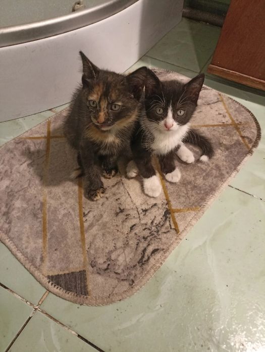 Отдам котят  в добрые руки.