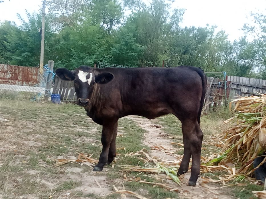 Vând vițeii sugarii