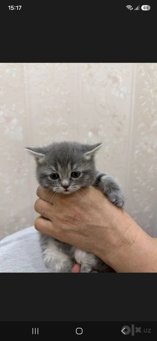 Продам котят Британские