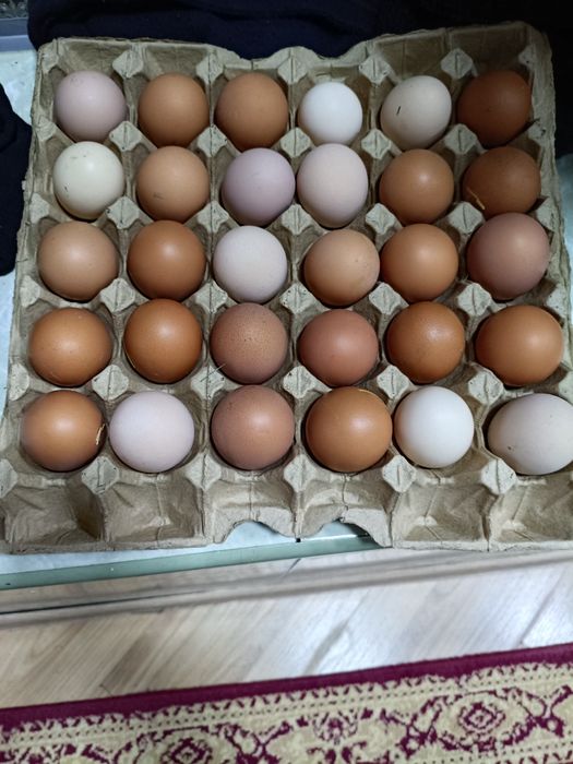 Инкубационное яйцо