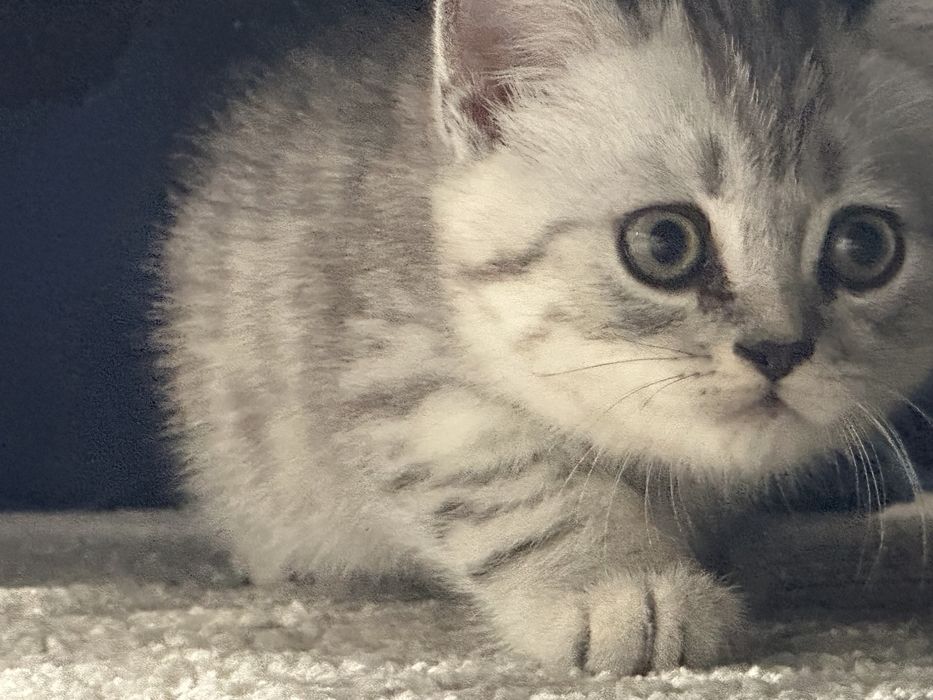 Котенок прямоухий