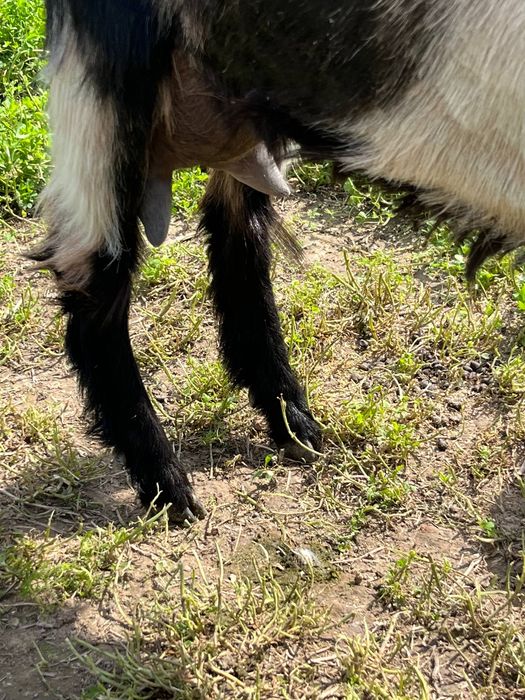 Эчки сотила срочно